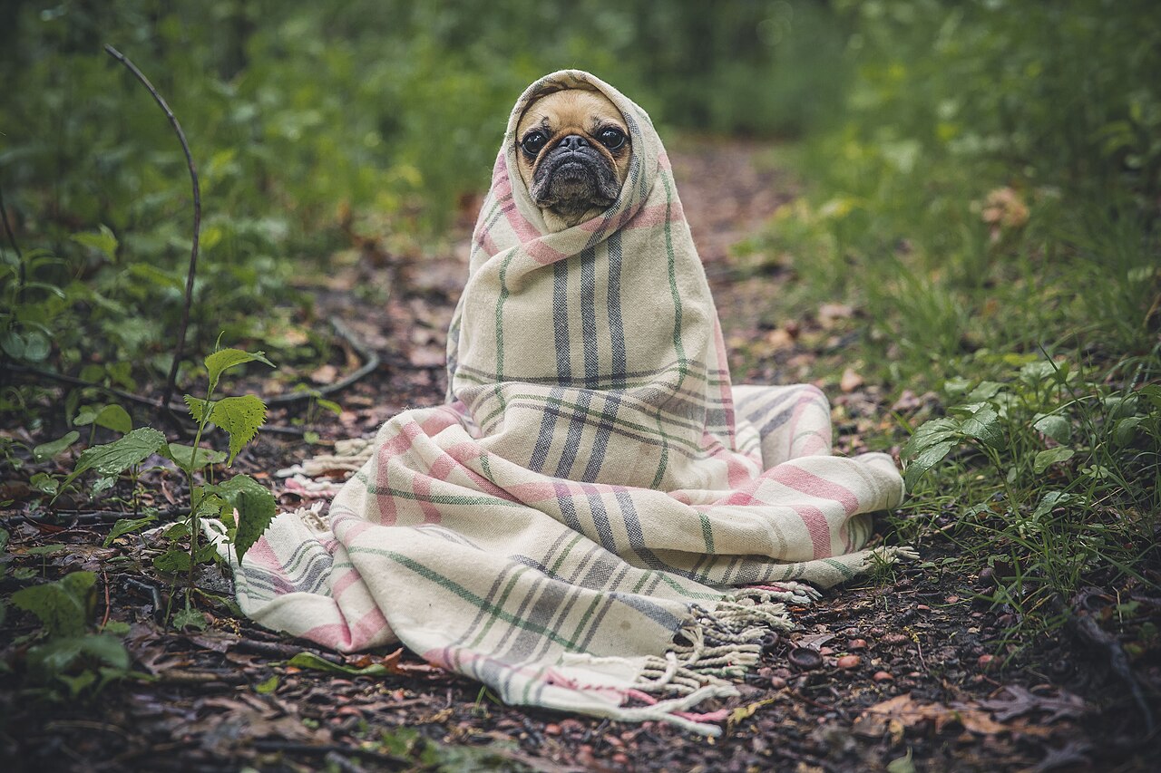 Pug wrapped in a plaid blanket sitting on a forest path