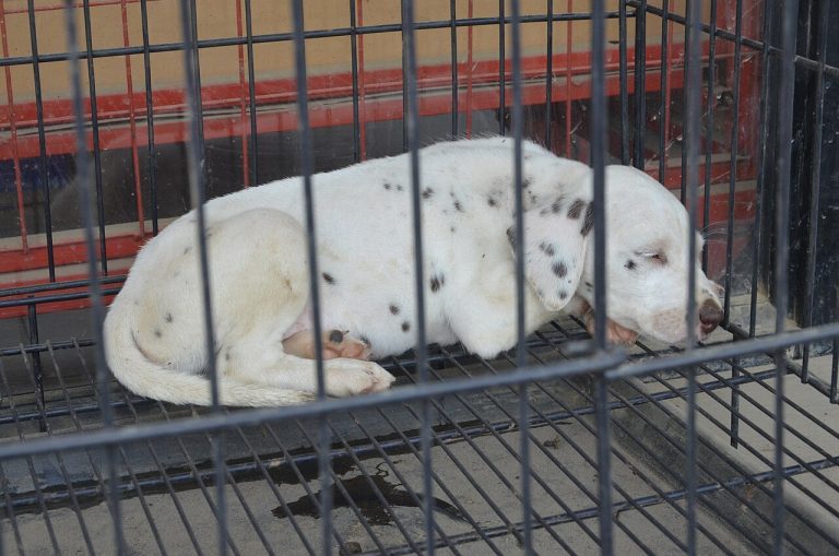 Dalmatian puppy asleep in a wire crate