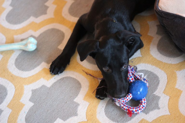 Black puppy chewing on a rope toy on a living room rug