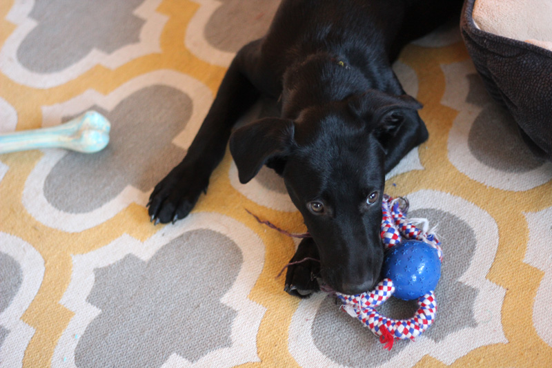 Black puppy chewing on a rope toy on a living room rug