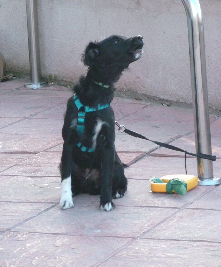 Black puppy on a leash howling upward