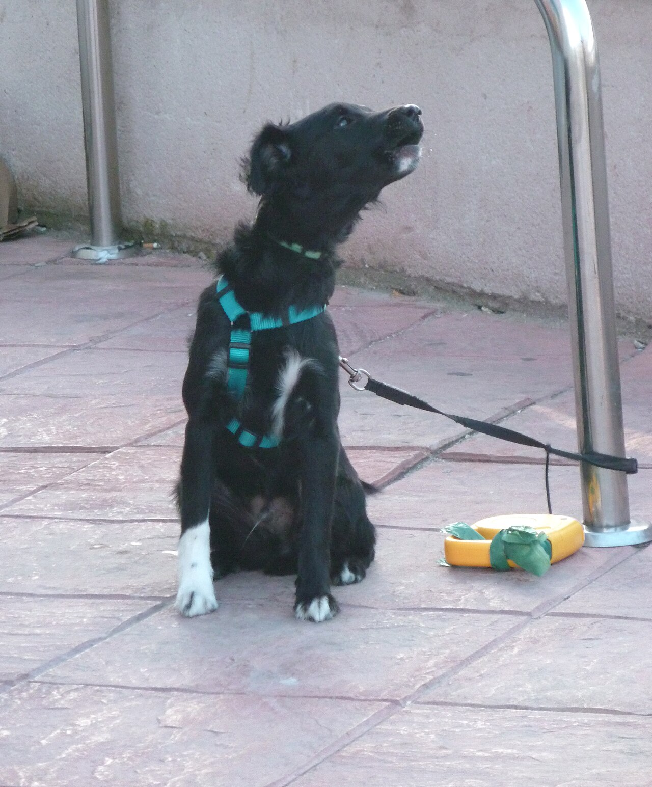 Black puppy on a leash howling upward