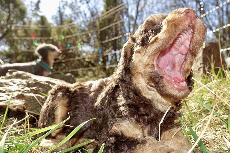 Poodle puppy yawning wide showing its baby teeth