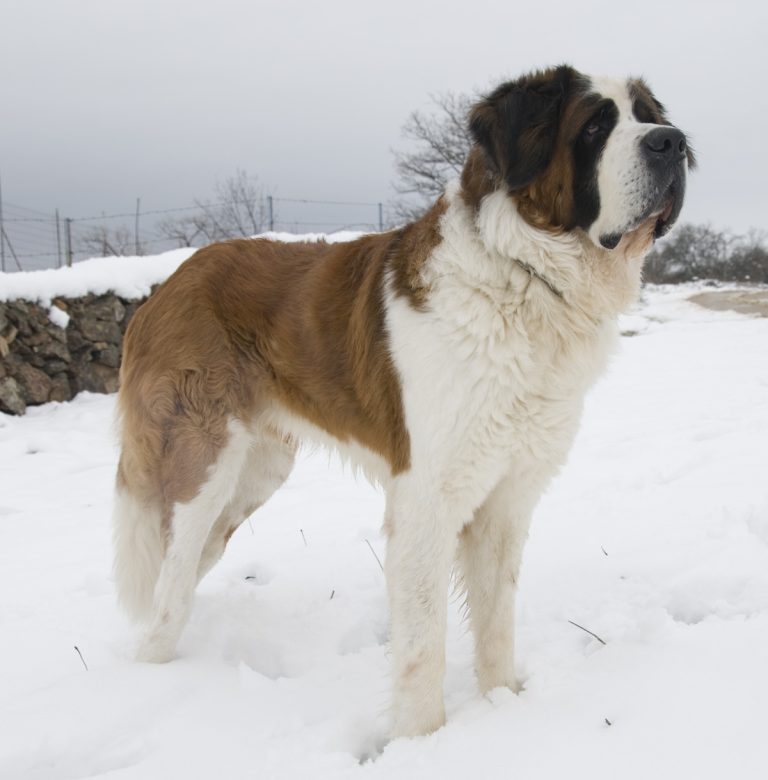 Saint Bernard Dog Breed Guide