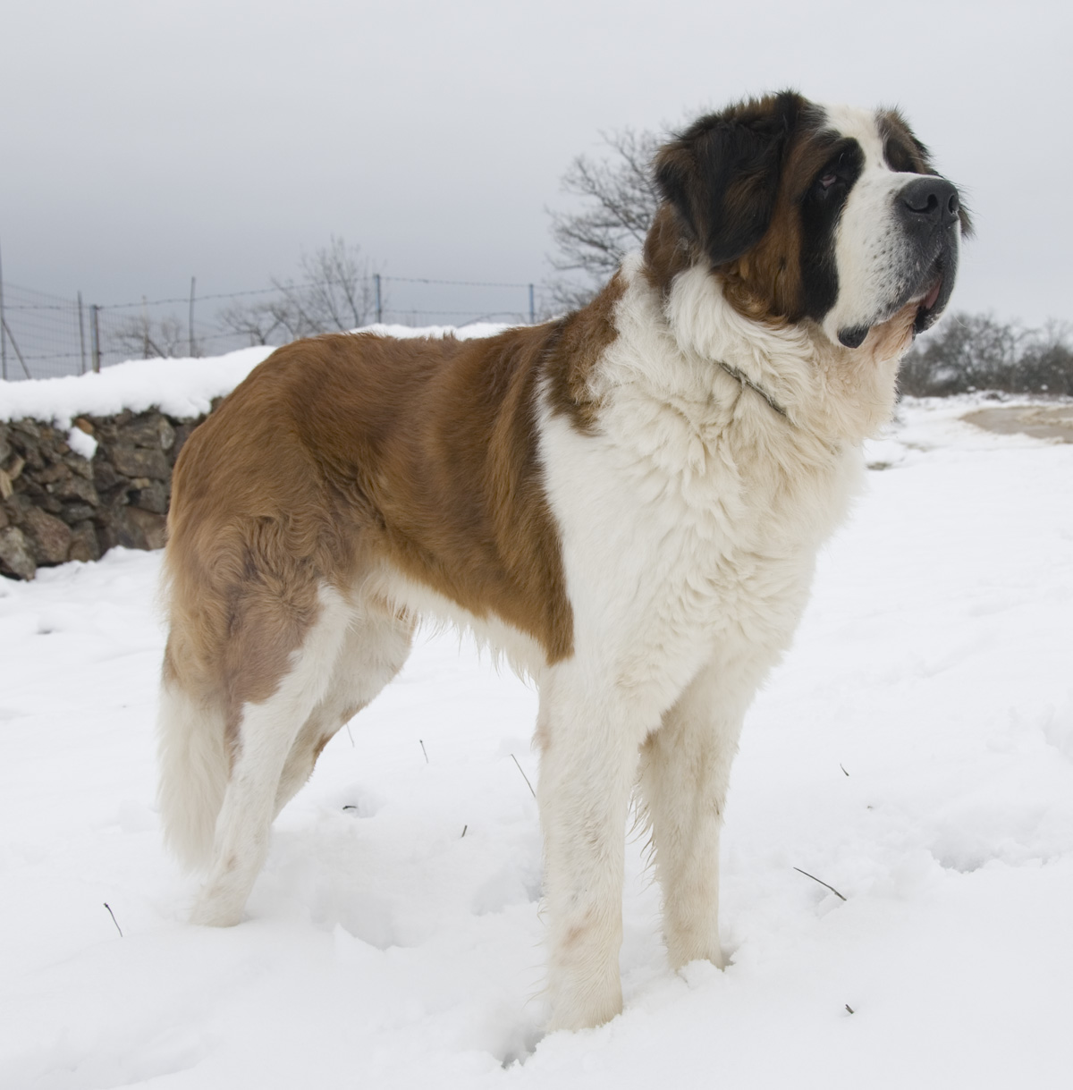 Adult Saint Bernard standing in deep snow