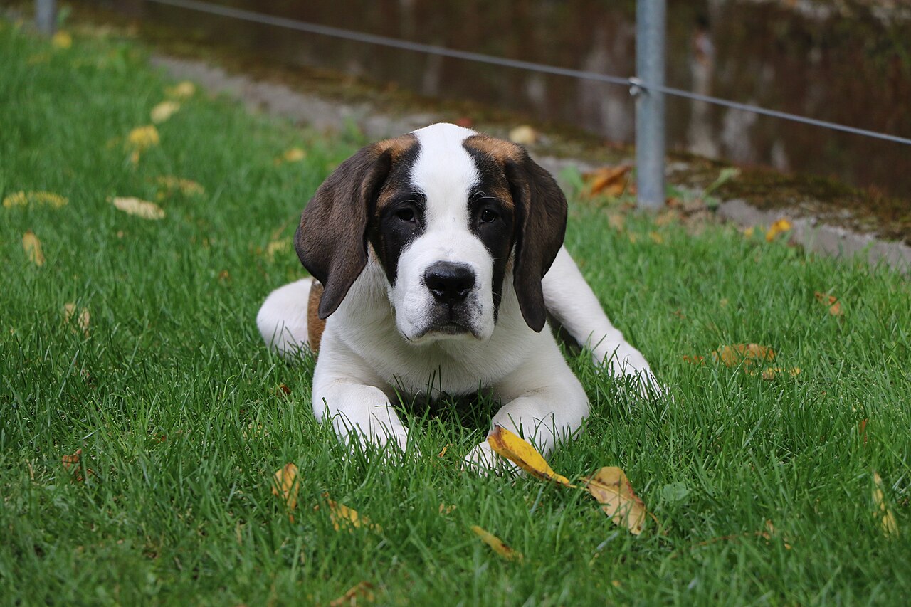 Saint Bernard puppy lying on grass in a garden