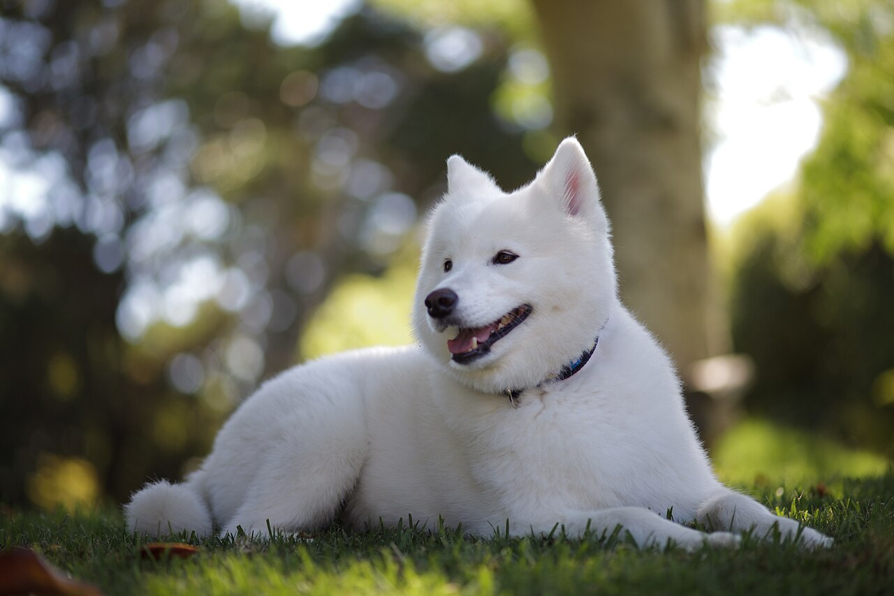 Samoyed lying on grass with its characteristic smile