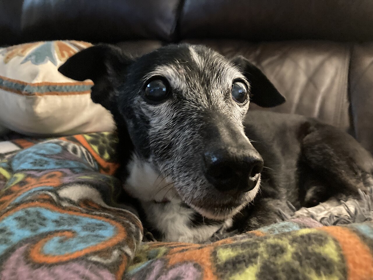 Senior dog with a grey muzzle resting on a blanket and looking up