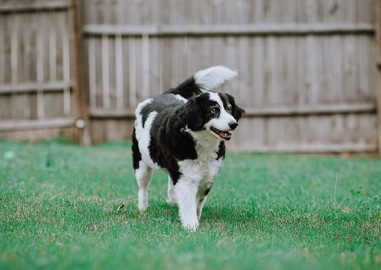 Fostering a Dog: The Job Nobody Explains Properly
