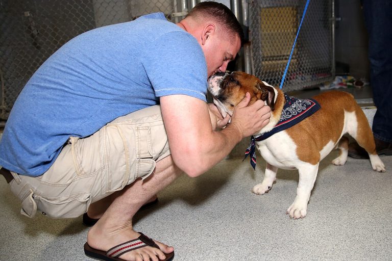 The First 30 Days With Your Rescue Dog: The 3-3-3 Rule