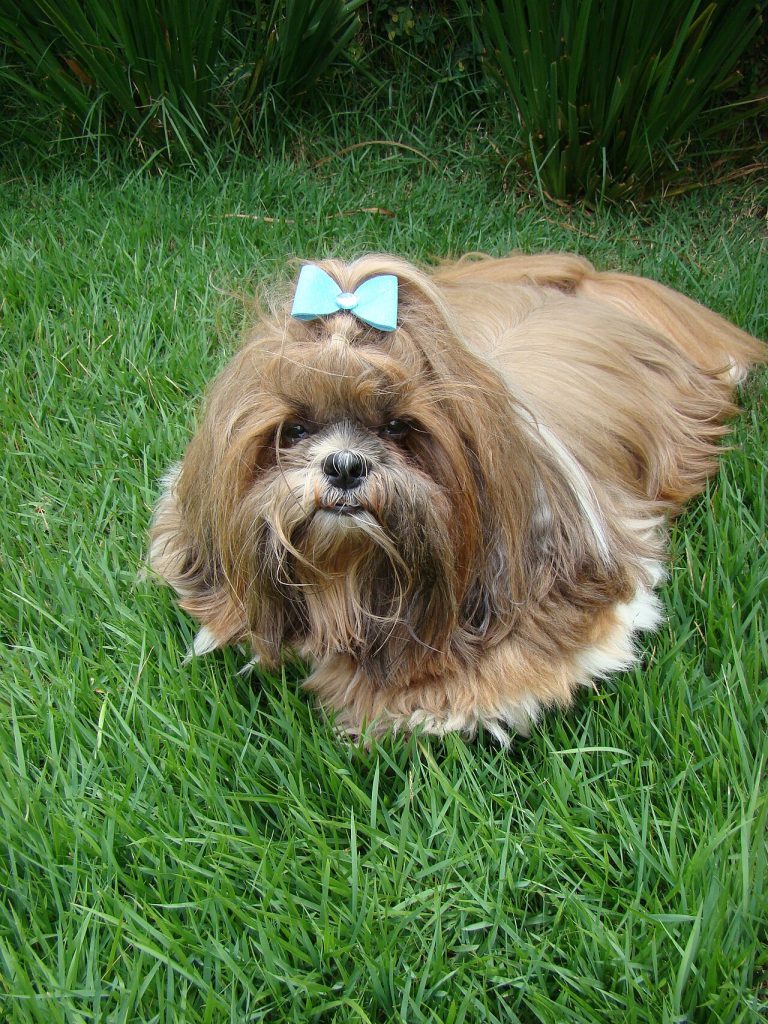 Long-haired Shih Tzu with a blue bow lying in green grass