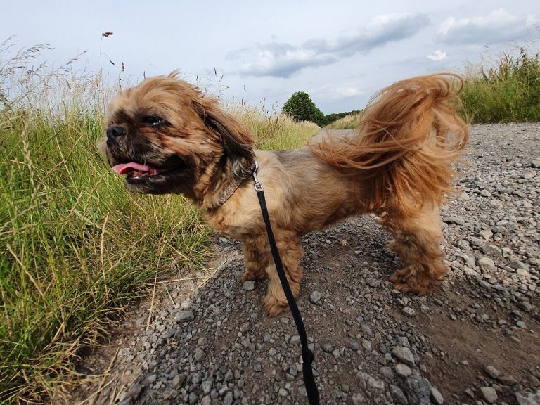 Shih Tzu Dog Breed Guide