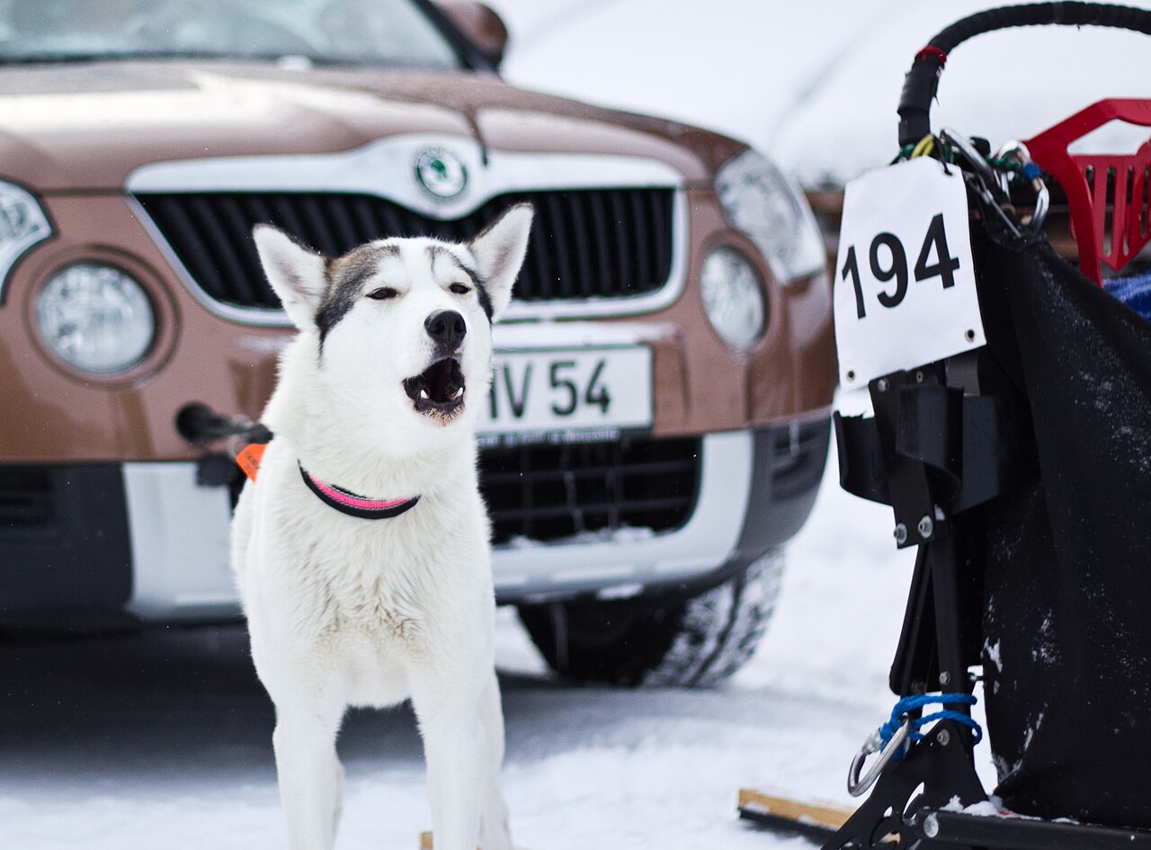 Siberian Husky in harness at a sled dog race