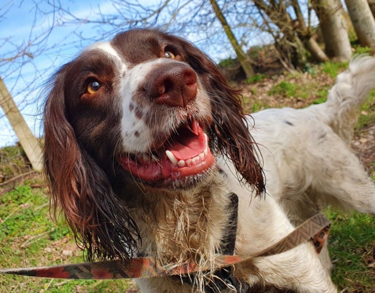 English Springer Spaniel Dog Breed Guide
