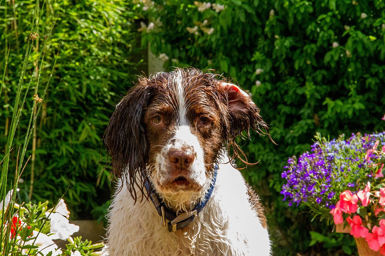 Wet English Springer Spaniel among garden flowers after a swim
