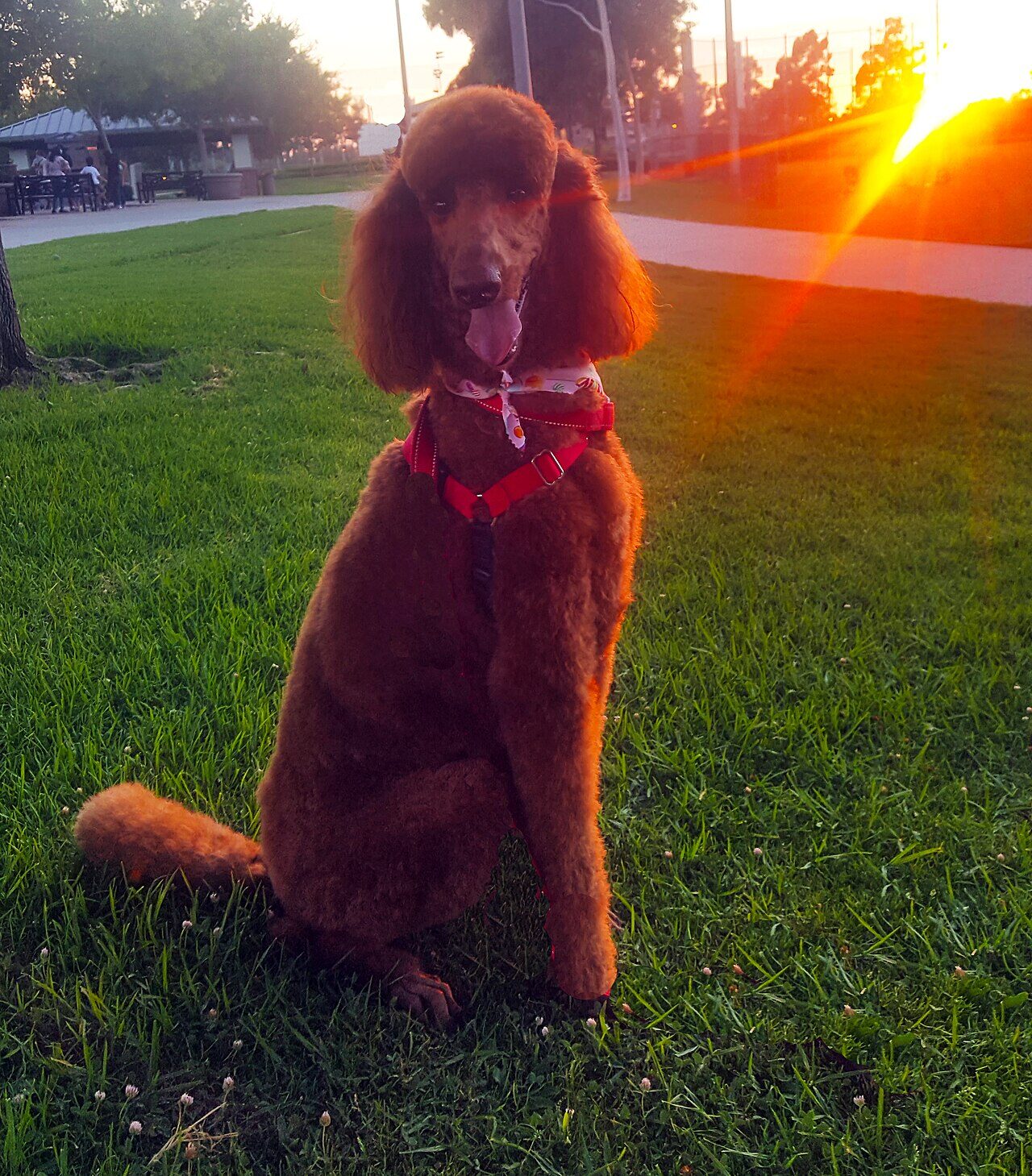 Red Standard Poodle sitting on grass at sunset
