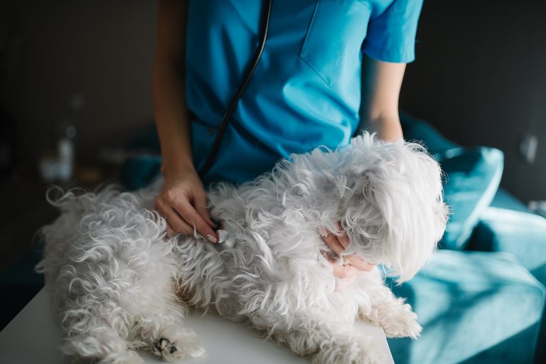 When to Call the Vet: Emergency, Today, or Wait?