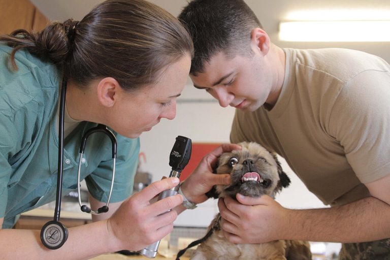 Two veterinary staff examining a small dog's eyes in a clinic