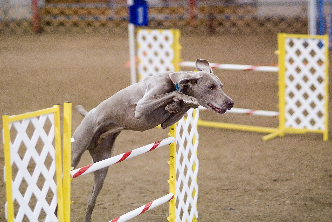 Weimaraner leaping over an agility jump