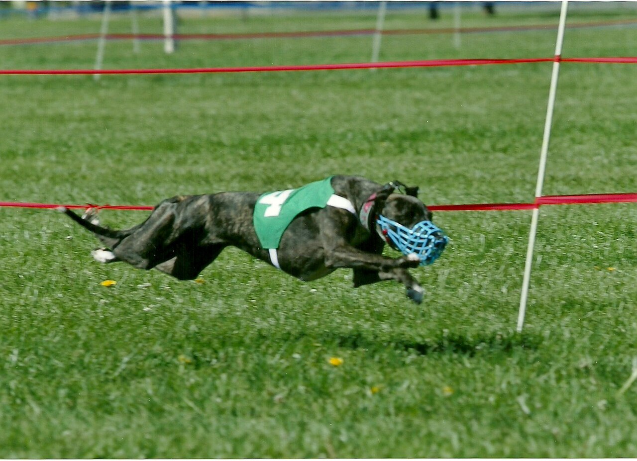 Whippet in a racing muzzle sprinting flat out on a lure course