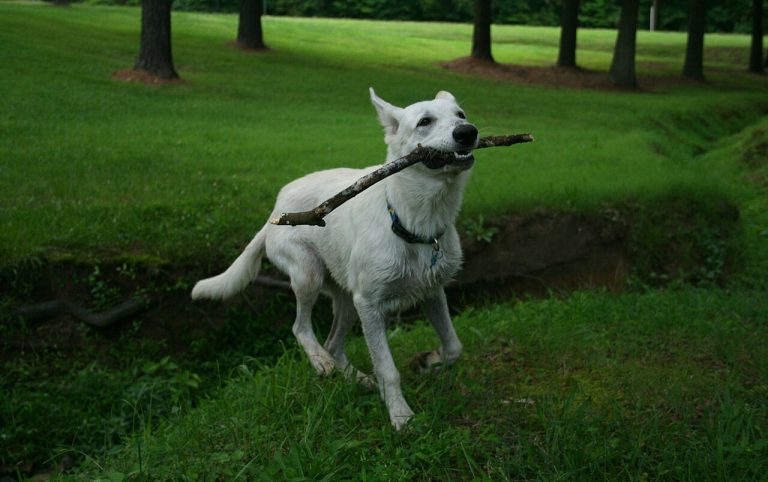 Young white shepherd trotting across grass carrying a stick