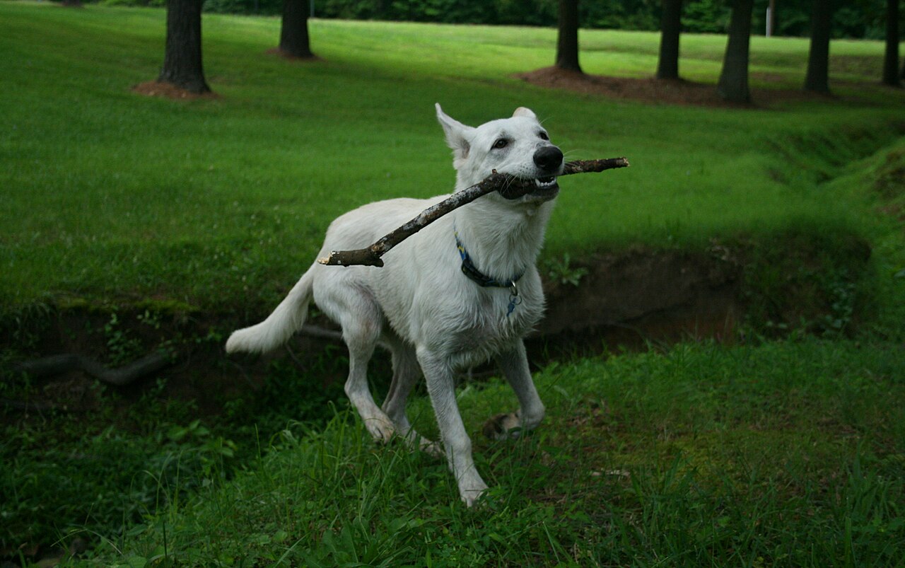 Young white shepherd trotting across grass carrying a stick