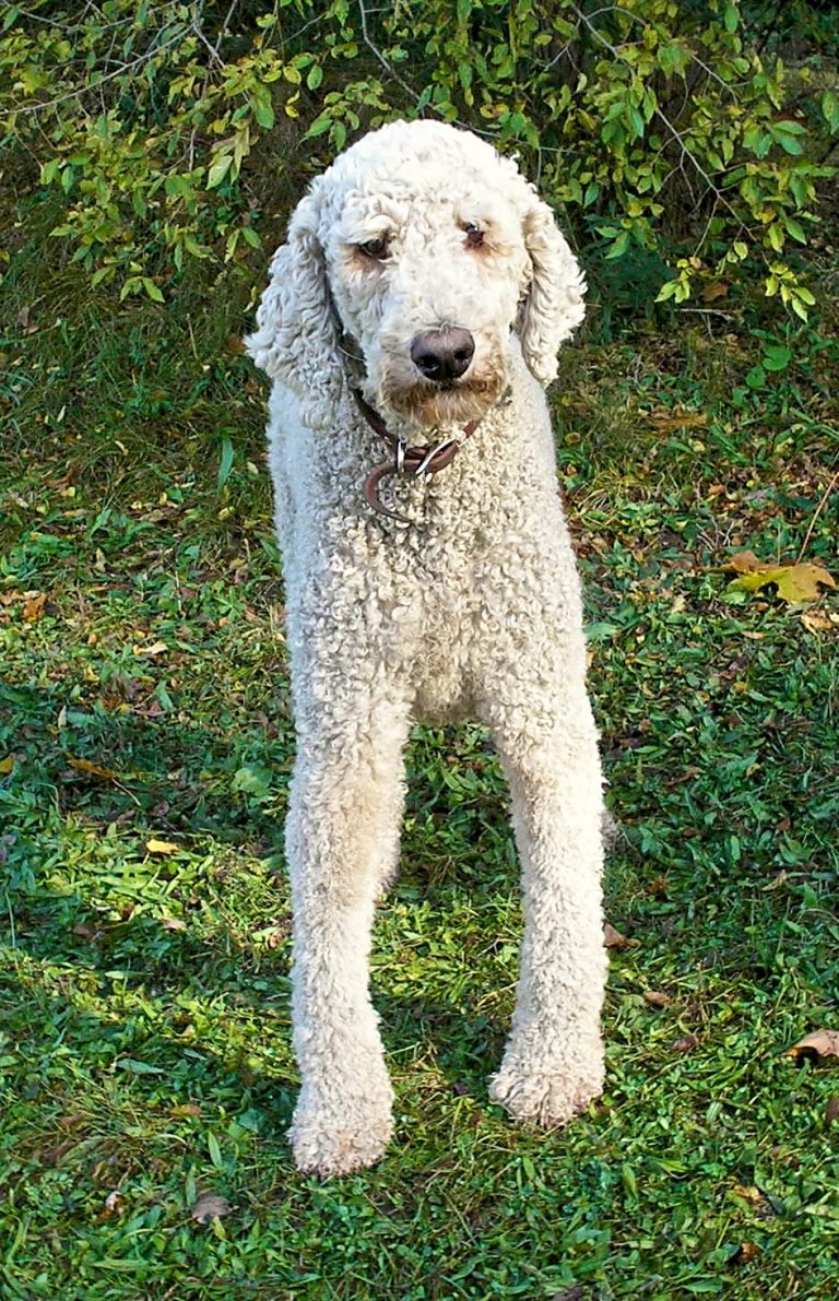 White Standard Poodle standing on grass looking at the camera