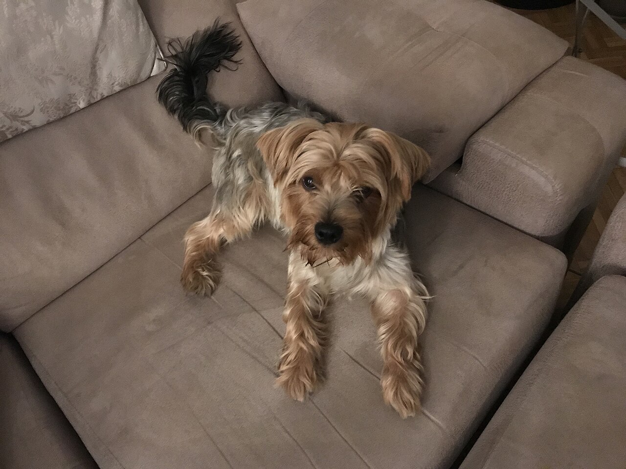 Yorkshire Terrier lying on a beige sofa looking at the camera